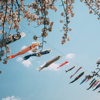 桜の暖簾越しの鯉のぼりの写真