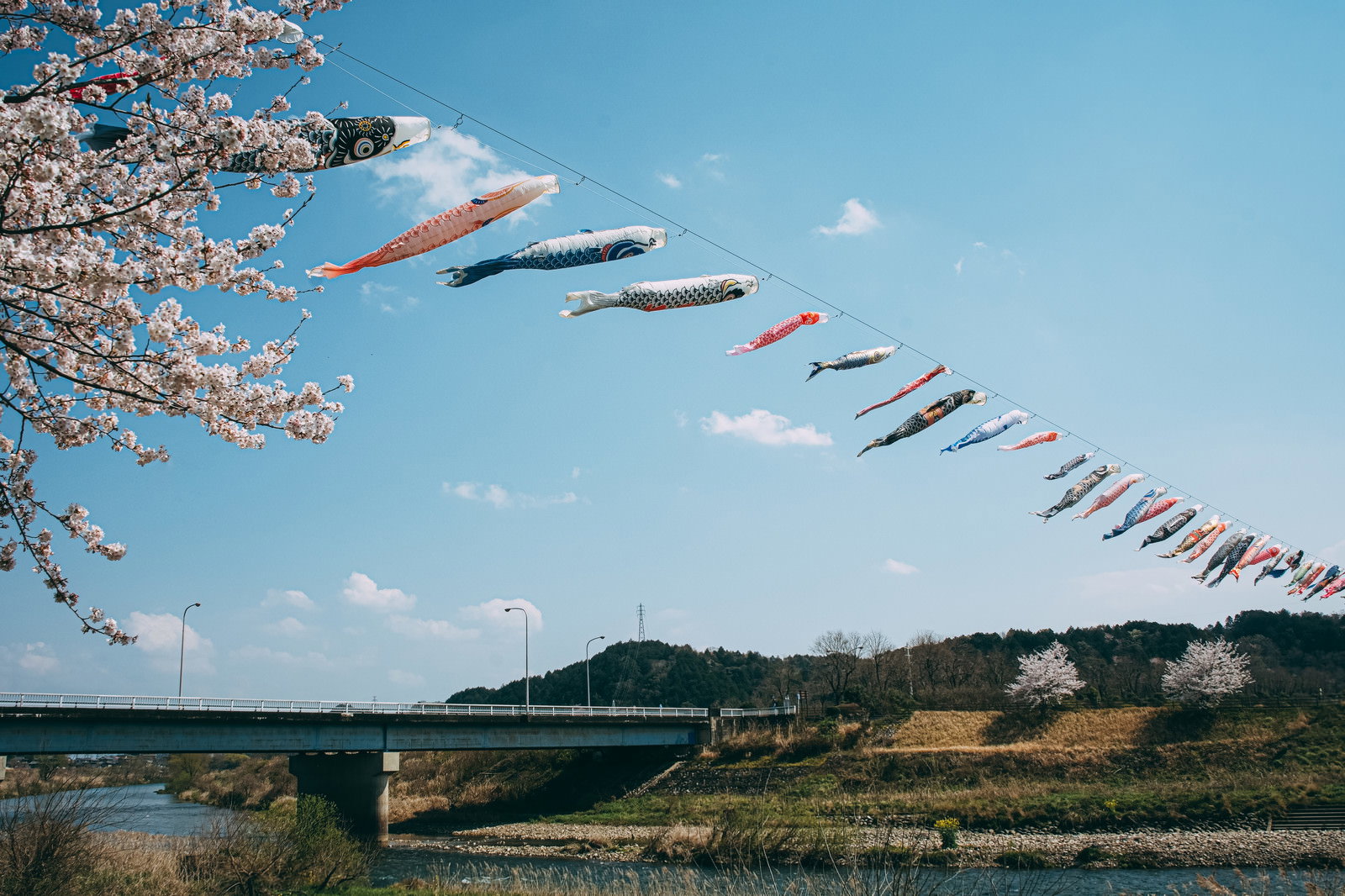 青空の下、満開の桜と川の上を泳ぐ色とりどりの鯉のぼり