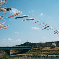 桜の季節に川の上を気持ちよく泳ぐ沢山の鯉のぼりの写真