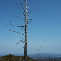 山頂の立つ立ち枯れた一本の木の写真
