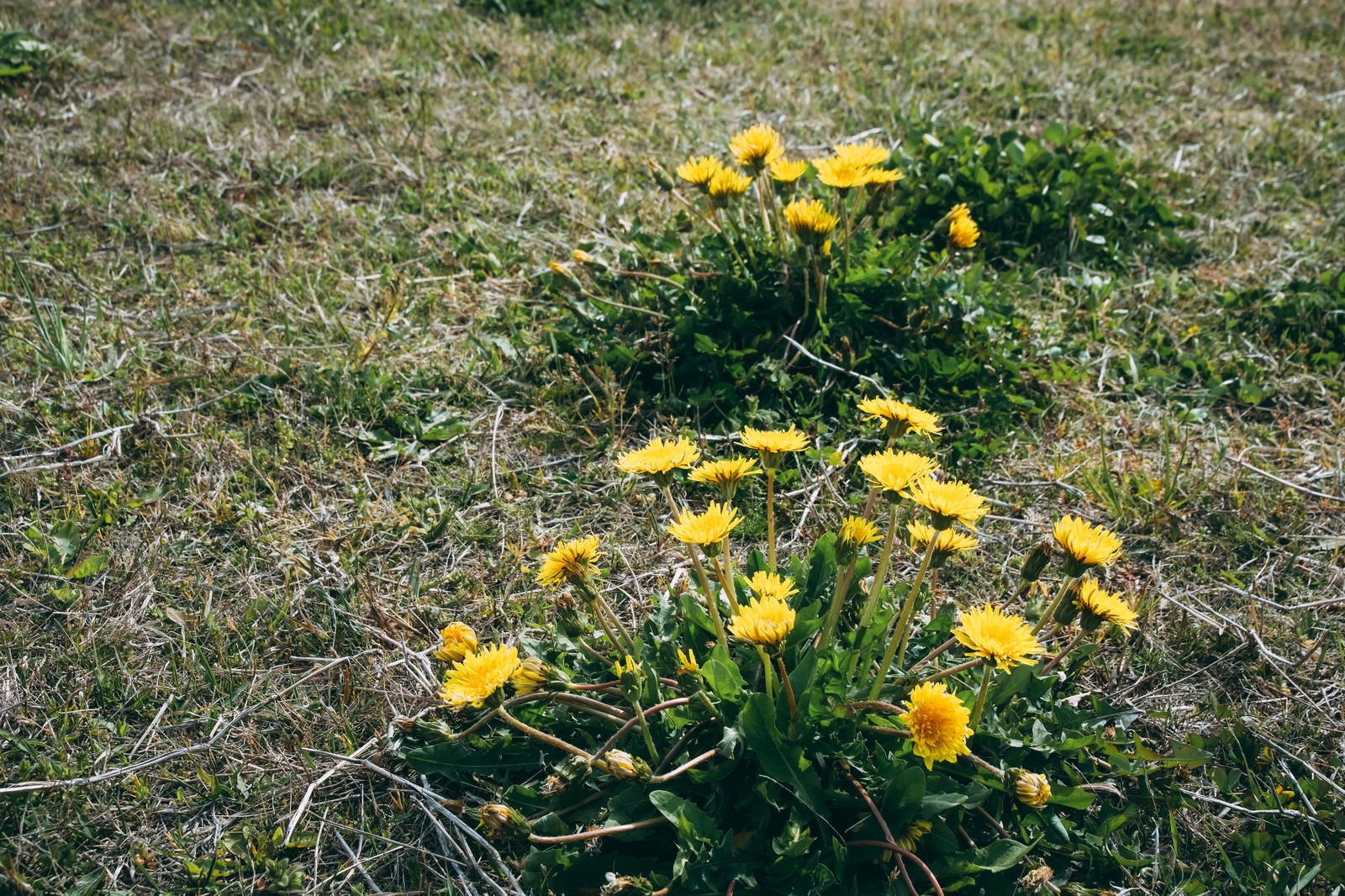 野原の草地に咲く二株の黄色いたんぽぽの花