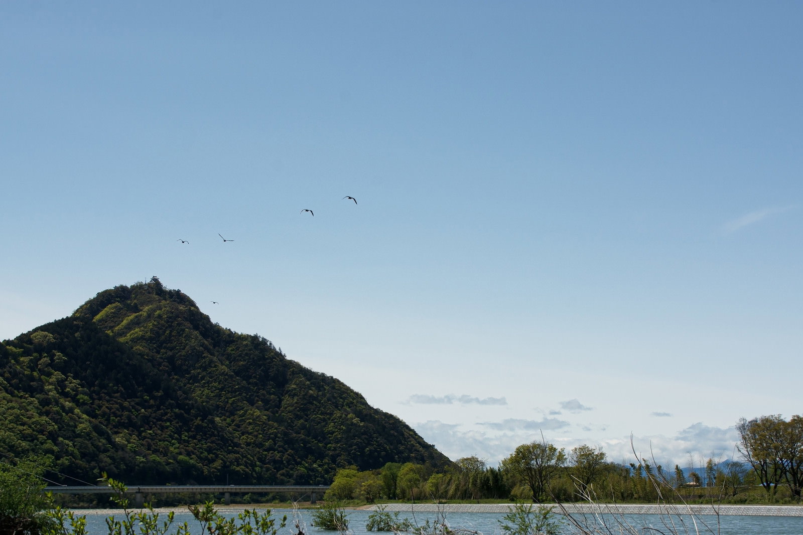 雨上がりの長良川河川敷から金華山の岐阜城を遠望し、青空に鳥が飛ぶ風景