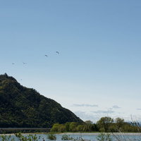 雨上がりの長良川河川敷から遠く岐阜城に向かう鳥たちを眺めるの写真