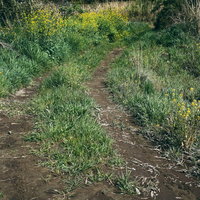 轍の残る草むらの道の写真