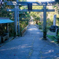 緑に囲まれた神社の鳥居と参道の写真