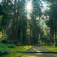 参道に降り注ぐ光芒と参拝者の写真
