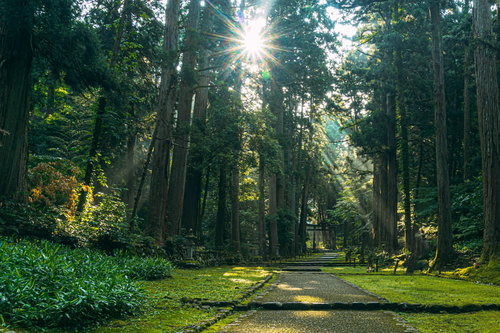 参道に降り注ぐ光芒と参拝者