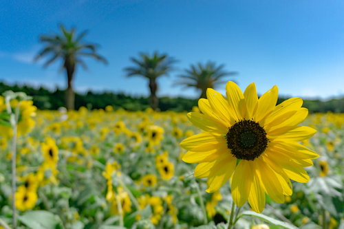 太陽の光に花びらを透かして見せるひまわり