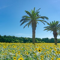 夏の強い日差しを浴びるヤシとひまわりの写真
