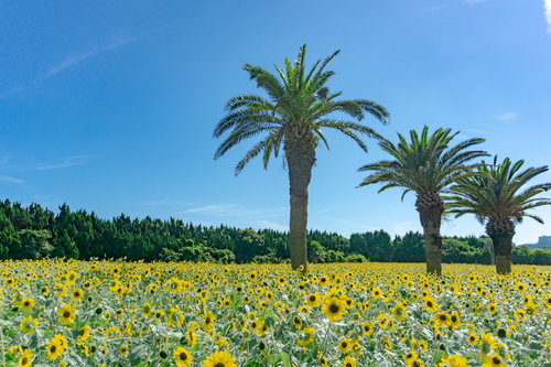 夏の強い日差しを浴びるヤシとひまわり