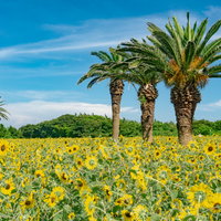 ヤシとひまわりのコラボが楽しめる伊良湖のひまわり畑の写真