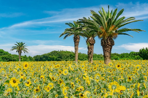 ヤシとひまわりのコラボが楽しめる伊良湖のひまわり畑