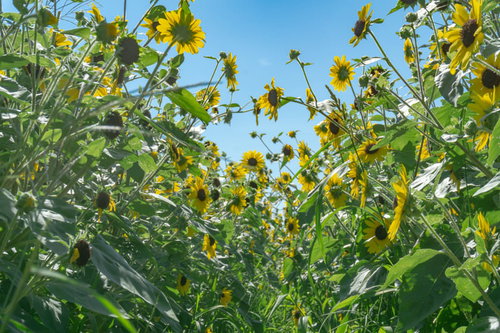 スプレー咲きがわかりやすい見上げたサンフィニティー