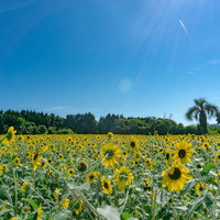 夏の強い日差しの中、色鮮やかに咲くひまわりの写真
