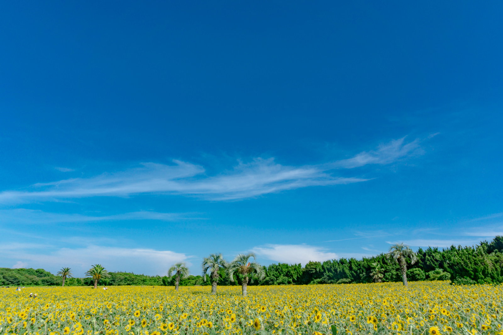 ヒマワリ畑とヤシの木が広がる夏の景色