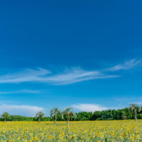 ヒマワリ畑が広がる夏の景色の写真
