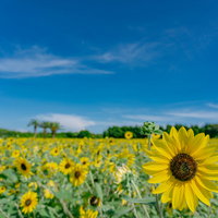 日の光を浴びて鮮やかに咲くひまわりの写真