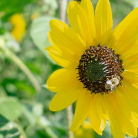ひまわりの花に寄るミツバチの写真