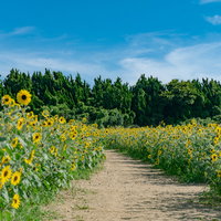 青空とひまわり畑の中を通る土の小径の写真