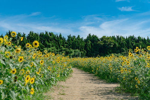 青空とひまわり畑の中を通る土の小径