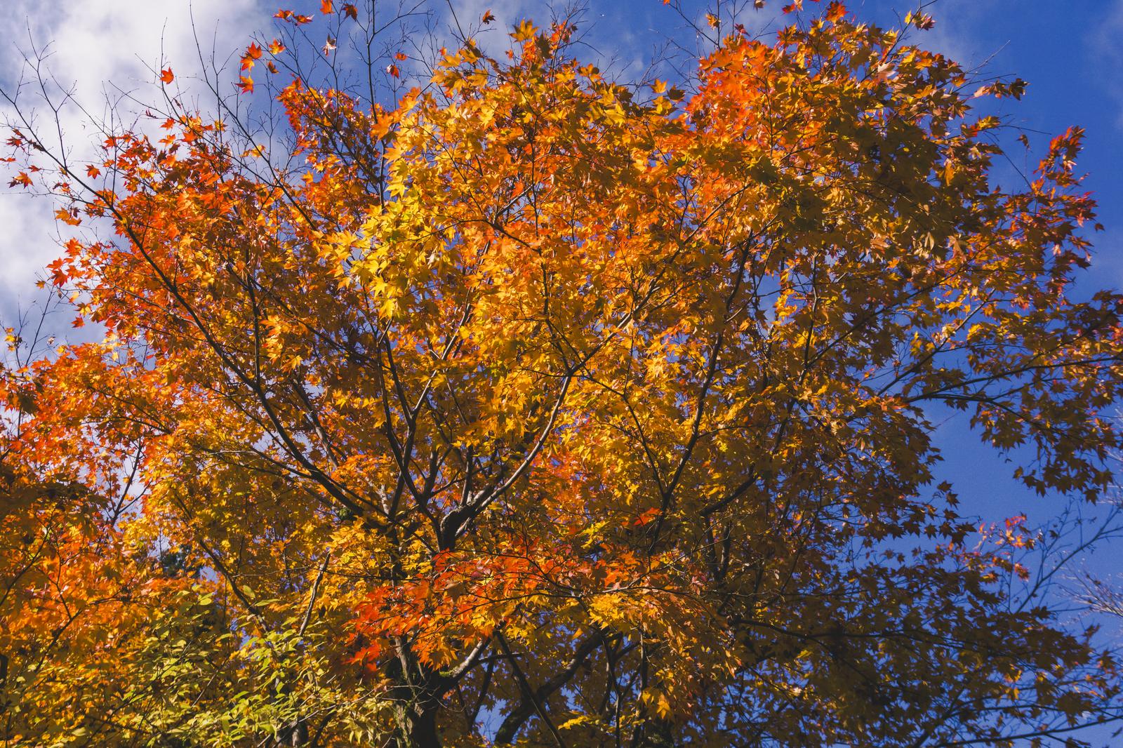京都・寂光院で秋晴れの青空を背景に鮮やかに色づいたカエデの紅葉