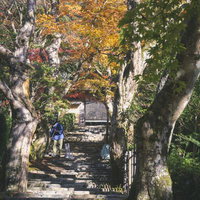 紅葉が彩る寂光院の石段風景の写真