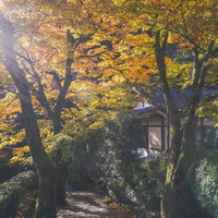 朝日が差し込む紅葉に彩られた石段の写真