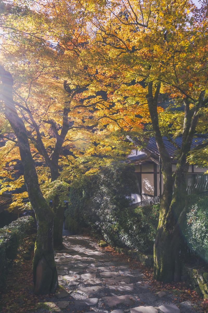 朝日が差し込む寂光院の紅葉に彩られた石段と両側の木々