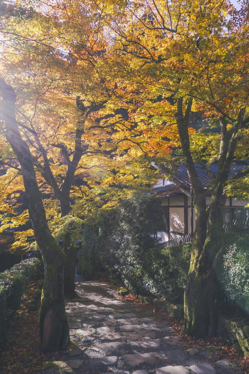 朝日が差し込む紅葉に彩られた石段
