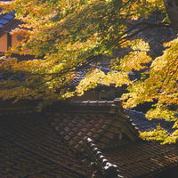 瓦屋根に積もる落ち葉と朝日に黄金色に輝く枝葉の写真