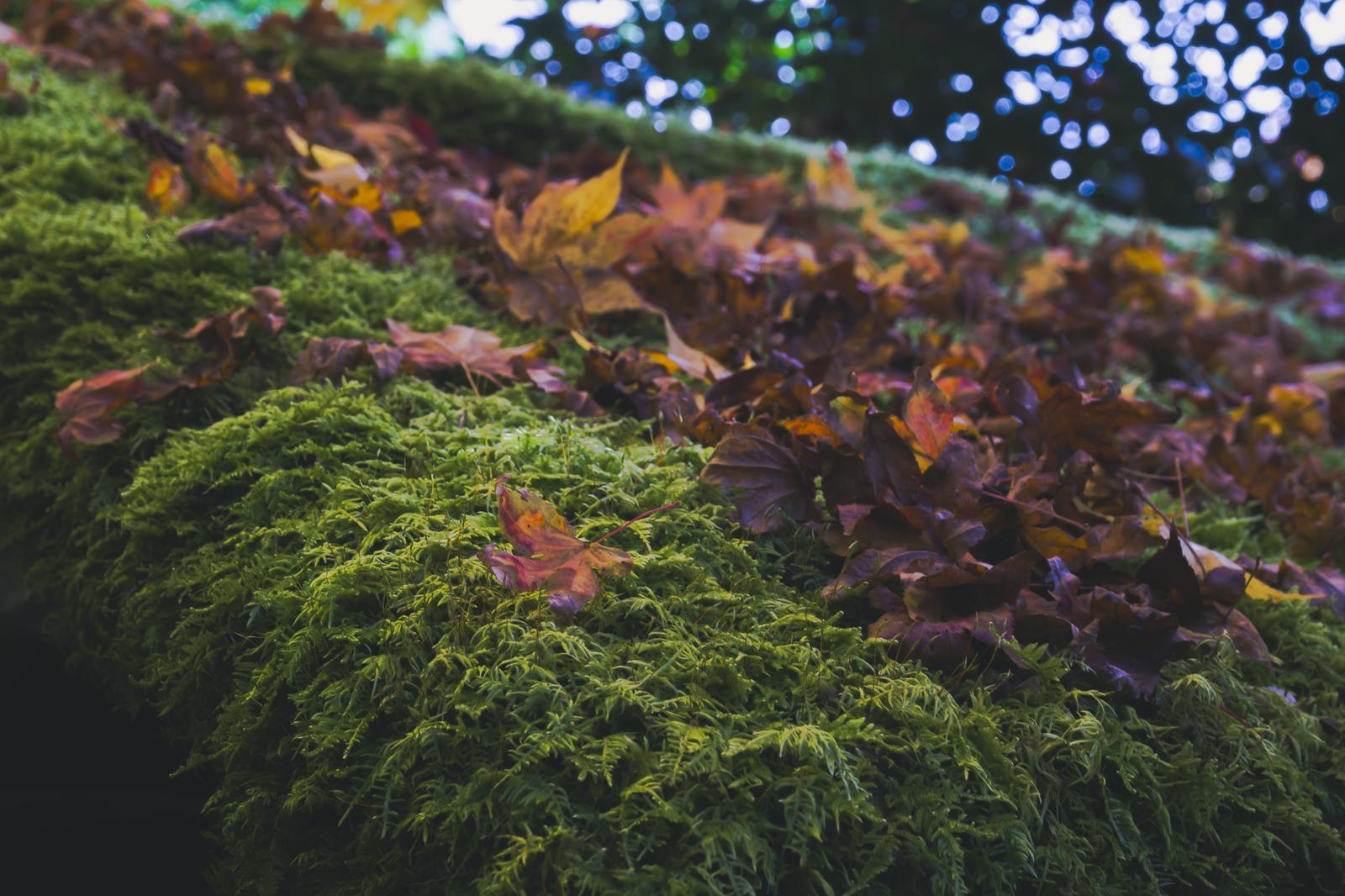 青い苔の上に散った赤紫色と黄色の落ち葉と背景の秋の草花