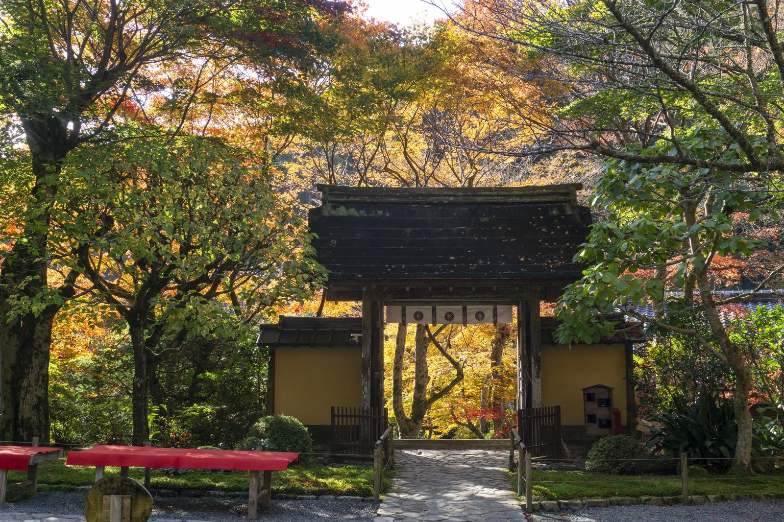 秋の寂光院で紅葉した樹木を背景に建つ朱黒の山門と参道の緋毛氈床几台