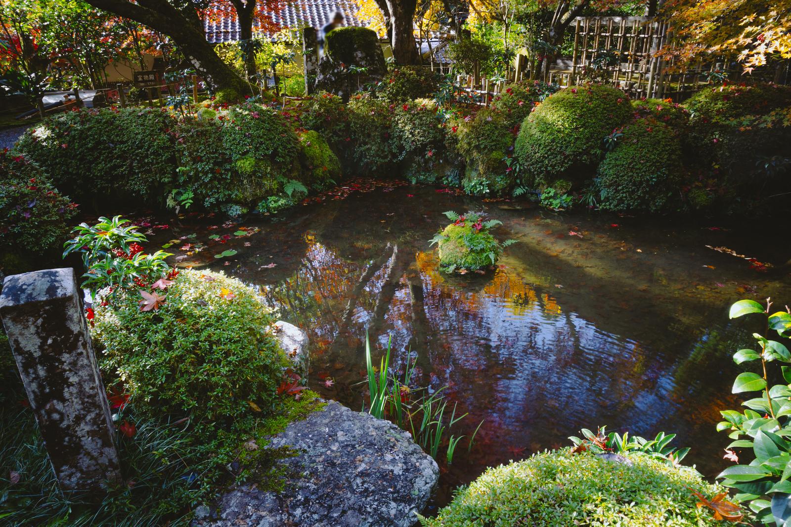 寂光院の池のほとりで赤く色づいた樹木と散り敷く紅葉