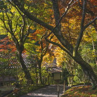 紅葉の中を進む砂利の小道の写真