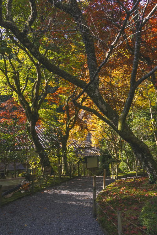 紅葉の中を進む砂利の小道