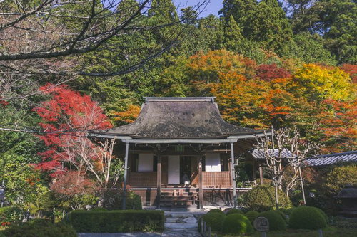 色づいた木々を背に建つ寂光院の本堂