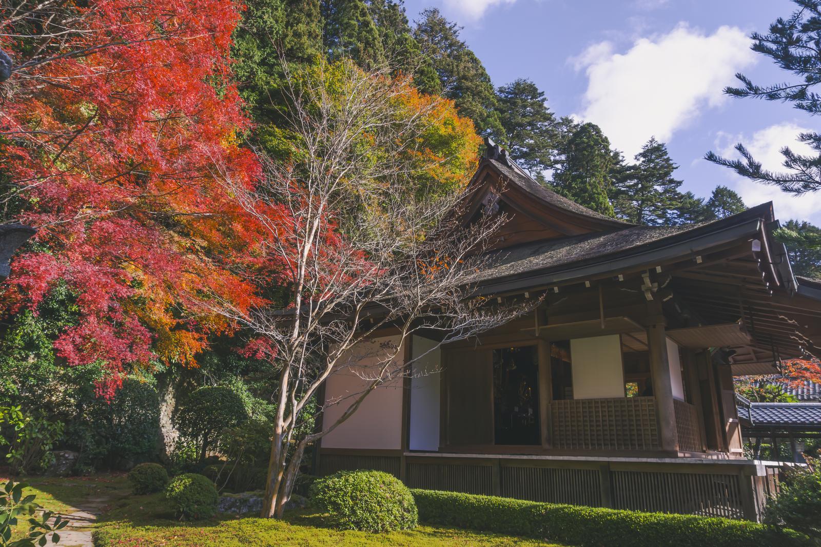 秋の紅葉に囲まれた寂光院本堂を西側から撮影した風景