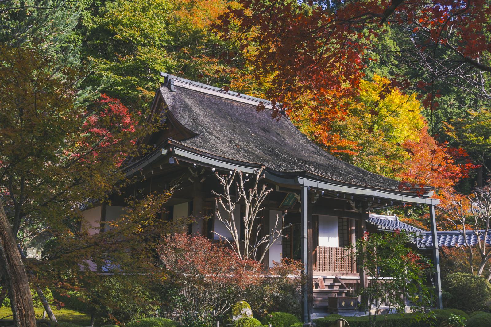 黄赤く色づく紅葉に囲まれた秋の寂光院本堂