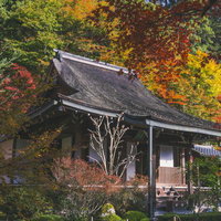 色づく木々に囲まれ華やぐ秋の寂光院本堂の写真