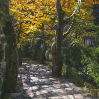 太陽の光に黄金色に輝く木々が立つ石段の写真