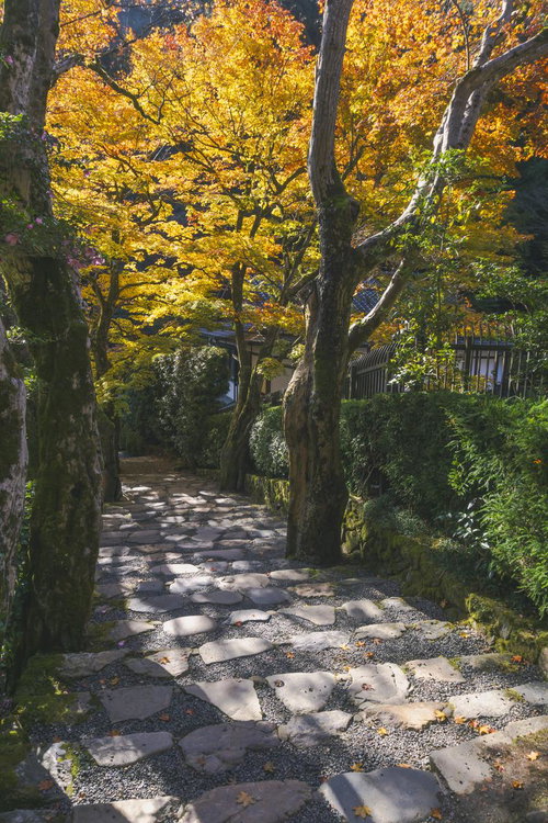 太陽の光に黄金色に輝く木々が立つ石段