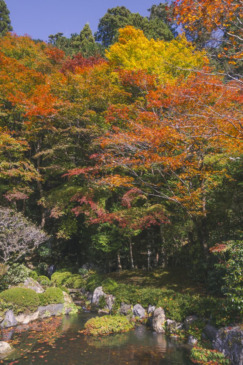 寂光院の池を囲むもみじが赤や黄色に色づいた秋の風景