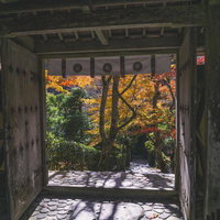 山門越しに楽しむ錦秋の写真