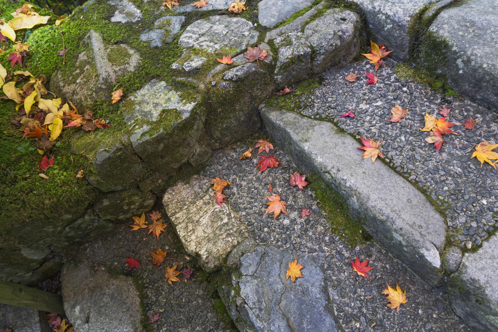 石段と苔に散る秋のモミジの落ち葉