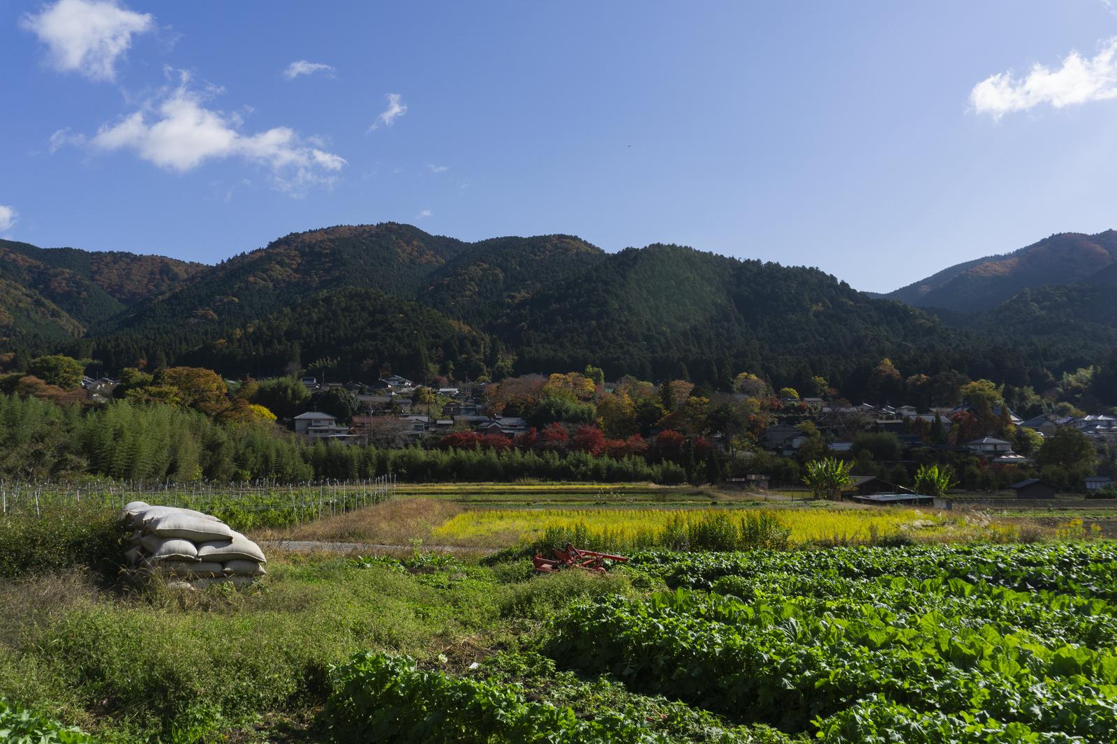 秋の山麓に広がる田舎の田園風景。手前の畑から奥の紅葉する山々まで続く農村地帯