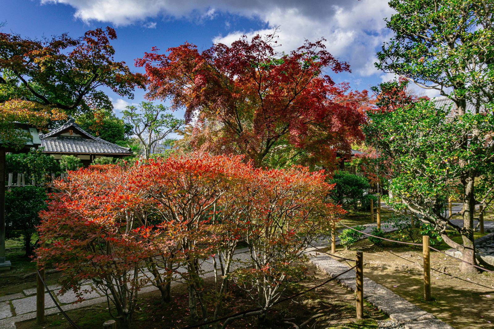 京都の寺院参道で赤く染まった秋の紅葉が見られる風景