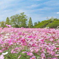 日差しの中満開のコスモスを楽しむ人々と十字架（愛知牧場）の写真