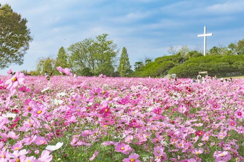 日差しの中満開のコスモスを楽しむ人々と十字架（愛知牧場）