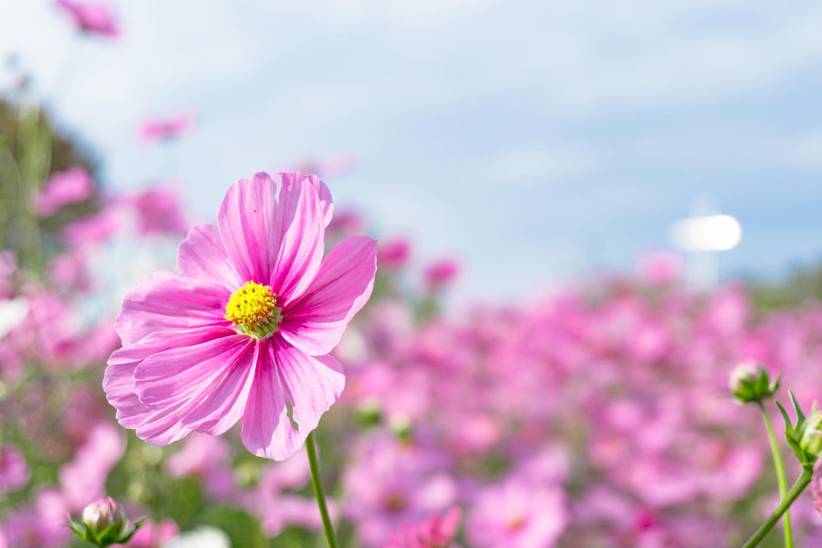 ピンク色のコスモスが咲く花畑、手前に咲くコスモスと背景に群生するコスモス