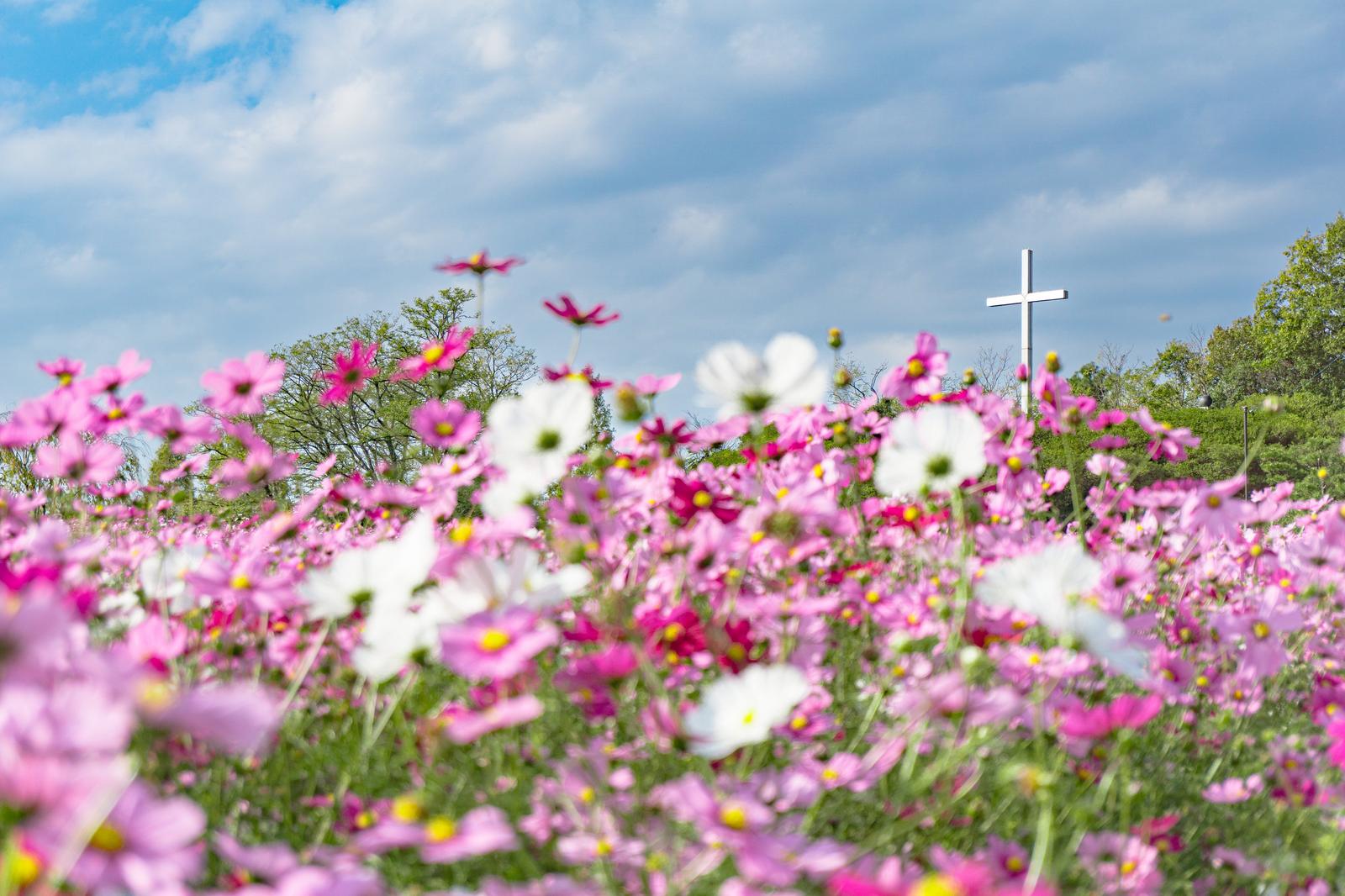 ピンク色のコスモスが満開に咲く花畑の向こうに白い十字架が立つ秋の風景